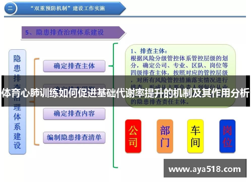 体育心肺训练如何促进基础代谢率提升的机制及其作用分析